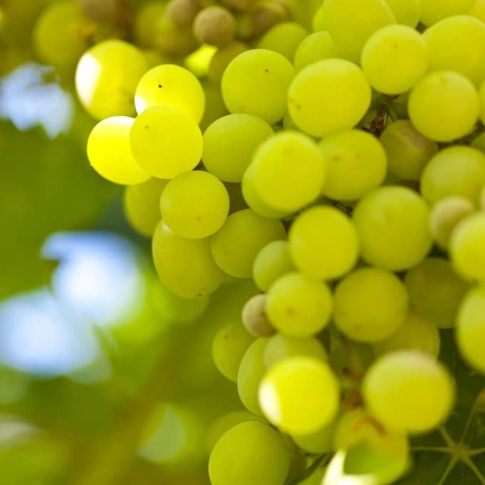 grapes_Gkmh37cd