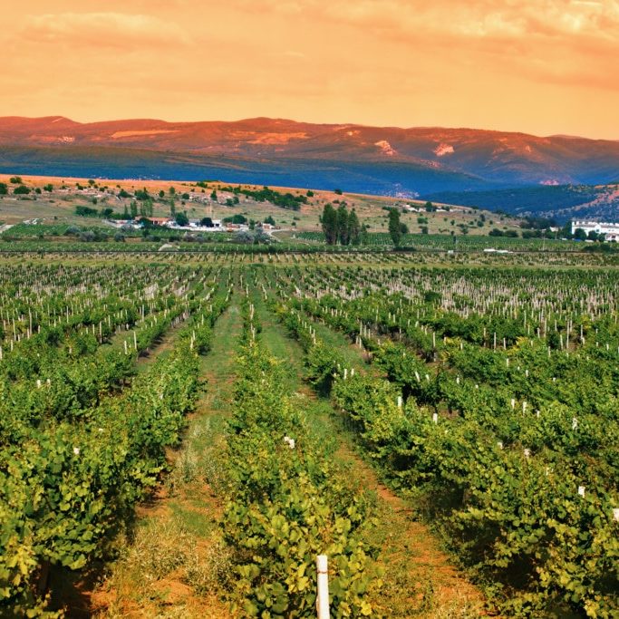 A valley of vineyards